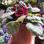African-Violet-Plant-Delivery-Nepal