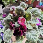 African Violet-Plants Nepal