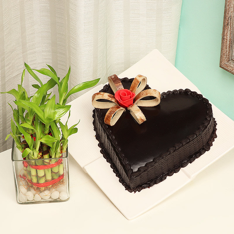 Bamboo Plant with Chocolate Cake Combo