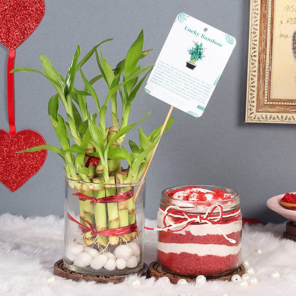 Lucky Bamboo with Red Velvet Jar Combo Gift Set